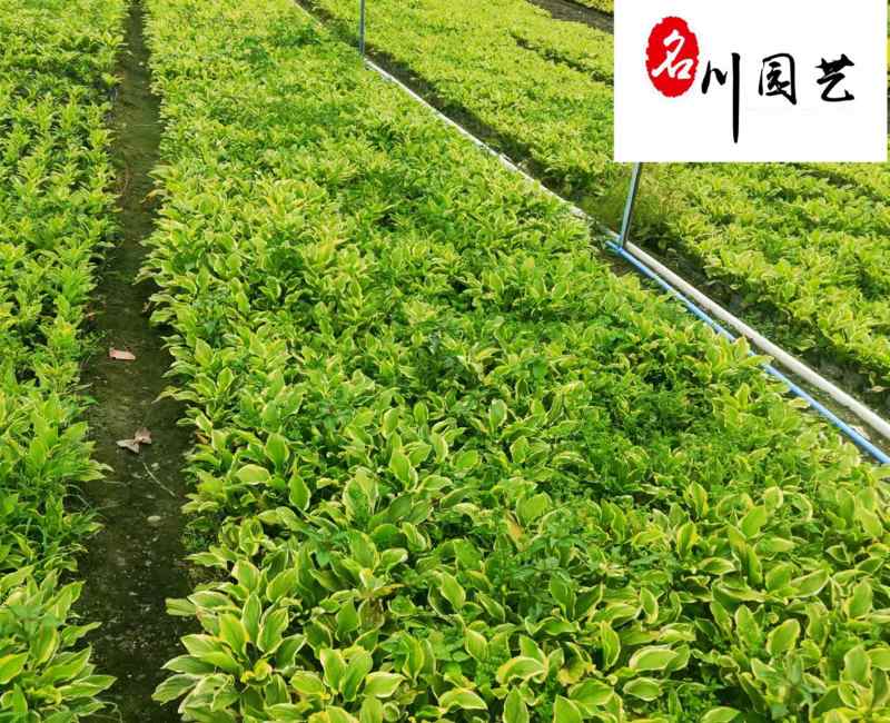产地供应花叶玉簪好养易活成都盆栽花叶玉簪报价耐阴地
