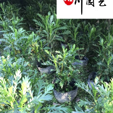 四川地被灌木批发多规格黄金菊团购价园林庭院绿化工程