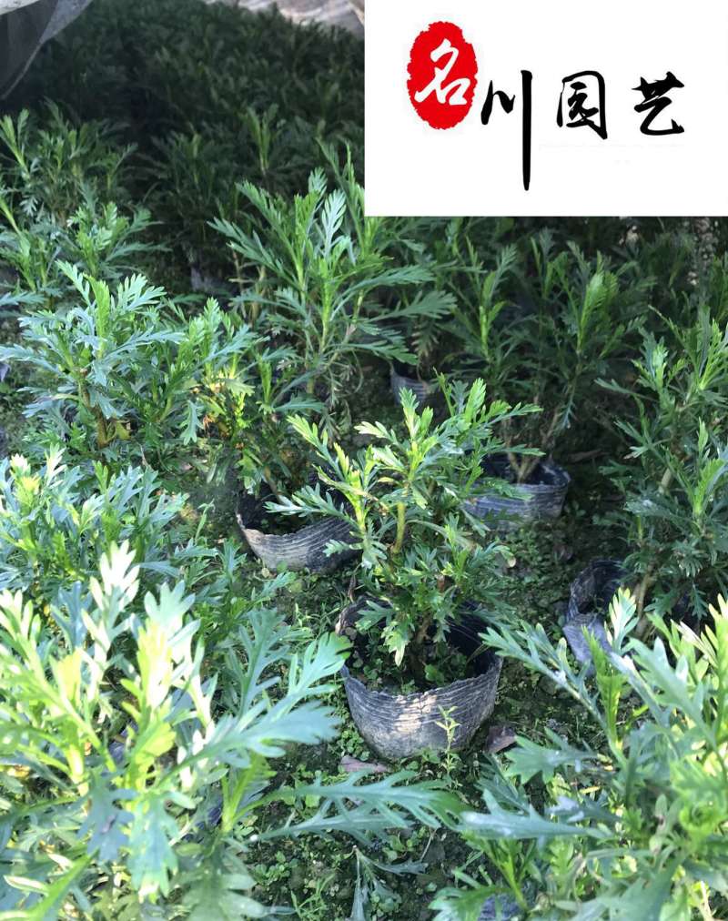 四川地被灌木批发多规格黄金菊团购价园林庭院绿化工程