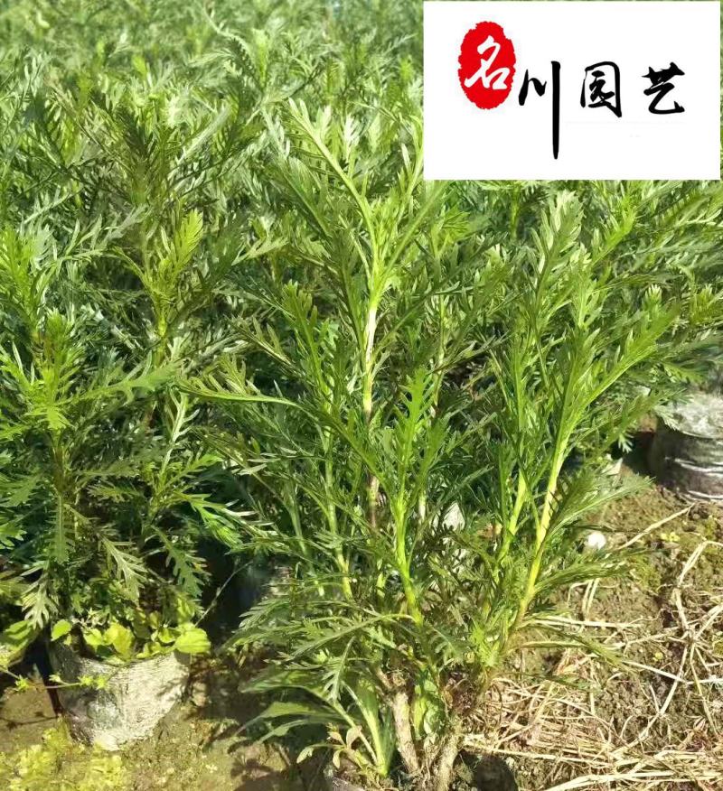 四川地被灌木批发多规格黄金菊团购价园林庭院绿化工程