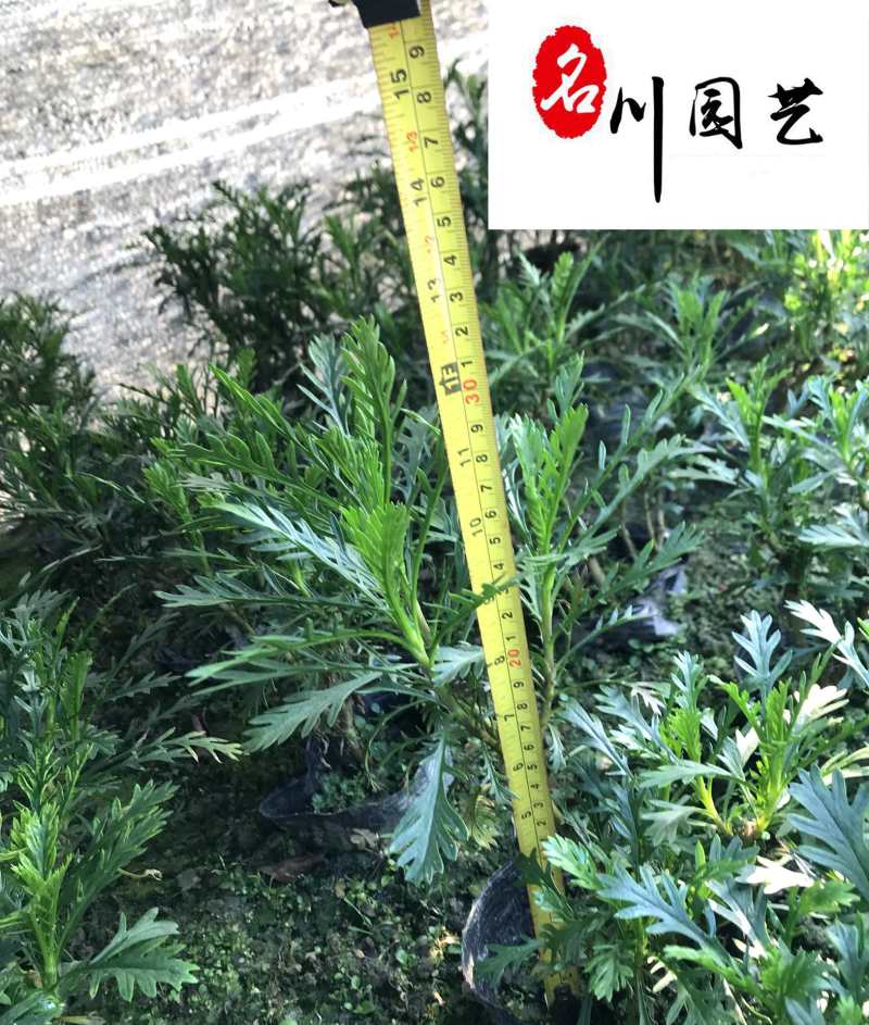 四川地被灌木批发多规格黄金菊团购价园林庭院绿化工程