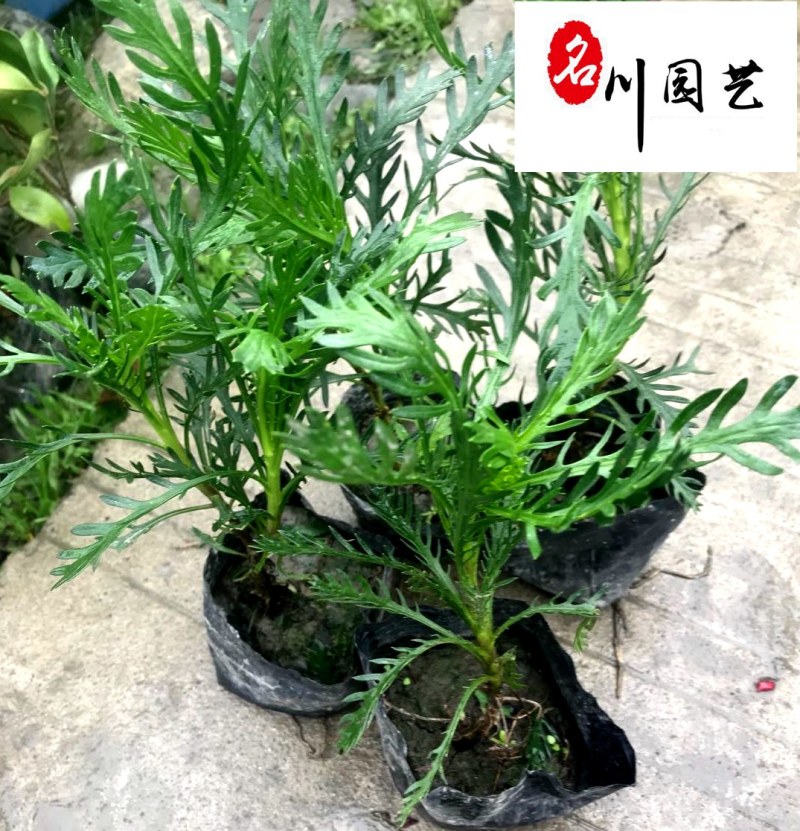 四川地被灌木批发多规格黄金菊团购价园林庭院绿化工程