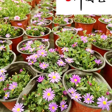 四季开花姬小菊盆栽景观工程阳台庭院盆栽耐寒耐热好养易