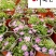四季开花姬小菊盆栽景观工程阳台庭院盆栽耐寒耐热好养易