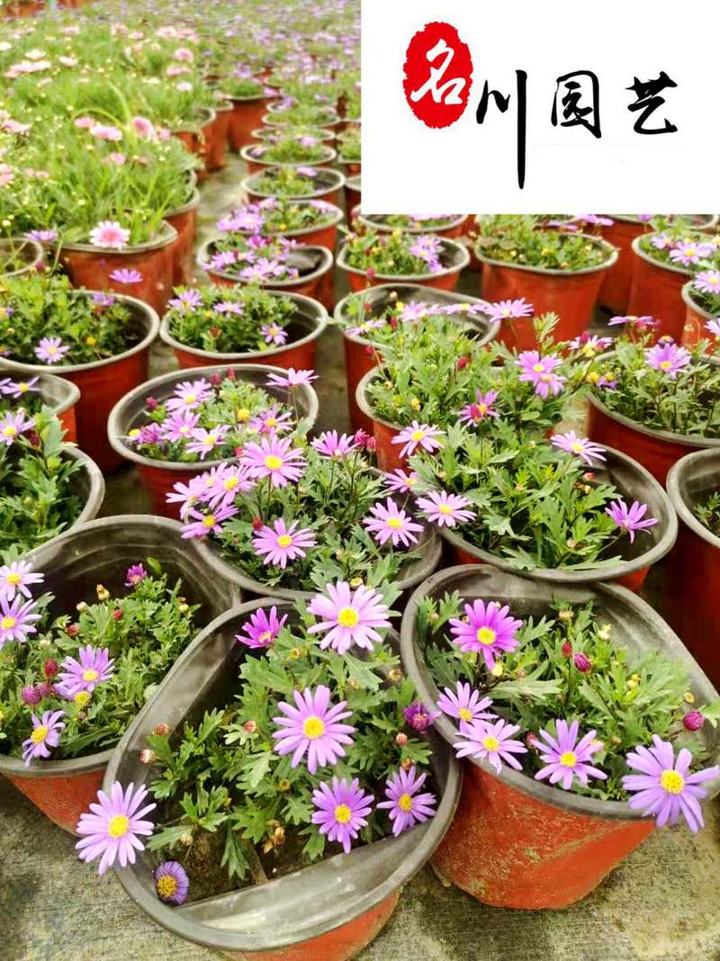 四季开花姬小菊盆栽景观工程阳台庭院盆栽耐寒耐热好养易