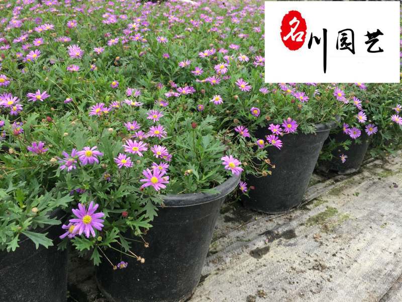 四季开花姬小菊盆栽景观工程阳台庭院盆栽耐寒耐热好养易