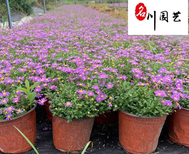 四季开花姬小菊盆栽景观工程阳台庭院盆栽耐寒耐热好养易