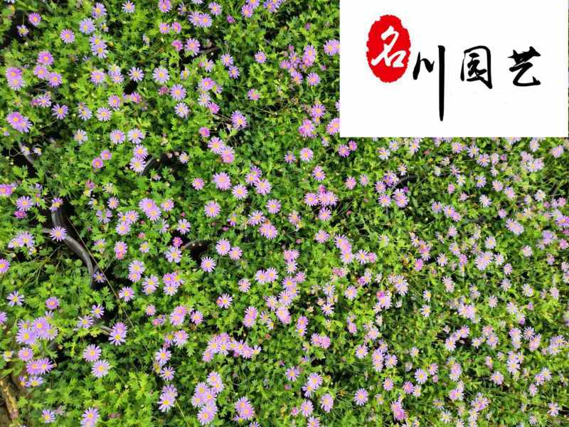 四季开花姬小菊盆栽景观工程阳台庭院盆栽耐寒耐热好养易