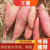 湖北宜城龙薯甜度量大价优支持视频看货欢迎各位老板电话订购