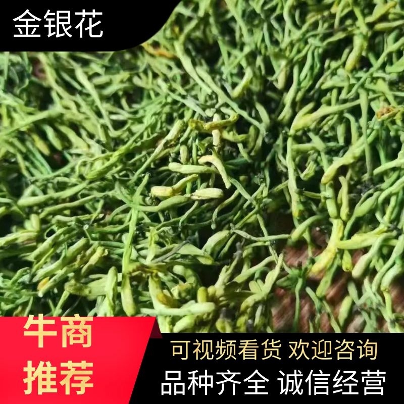 湖南金银花花蕾开花质保障一手货源