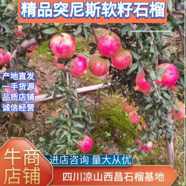 四川凉山突尼斯软籽石榴产地直发来电咨询更优惠