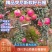 四川凉山突尼斯软籽石榴产地直发来电咨询更优惠