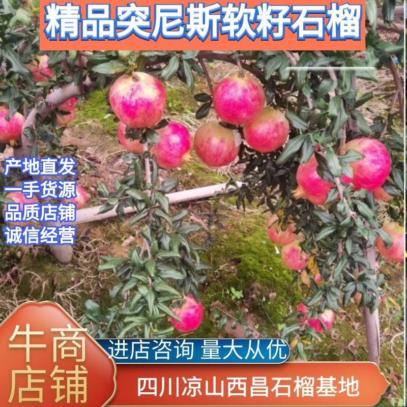 四川凉山突尼斯软籽石榴产地直发来电咨询更优惠
