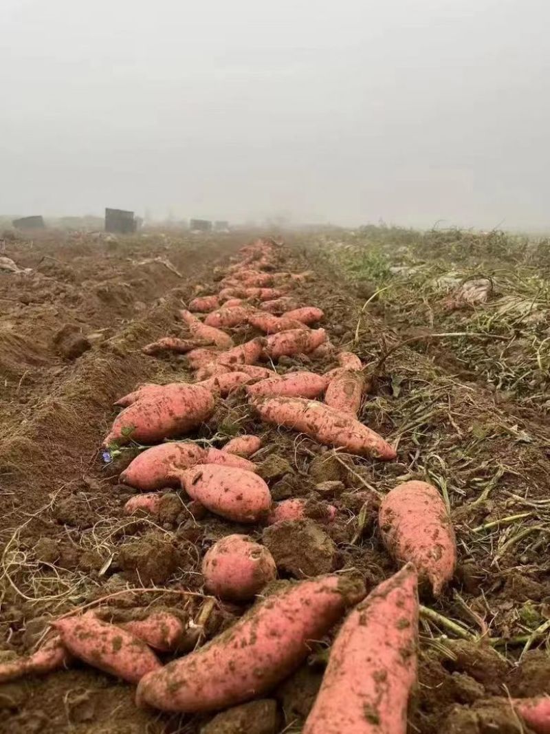 湖北龙薯龙九红薯产地大量上市货源充足可视频看货欢迎询价