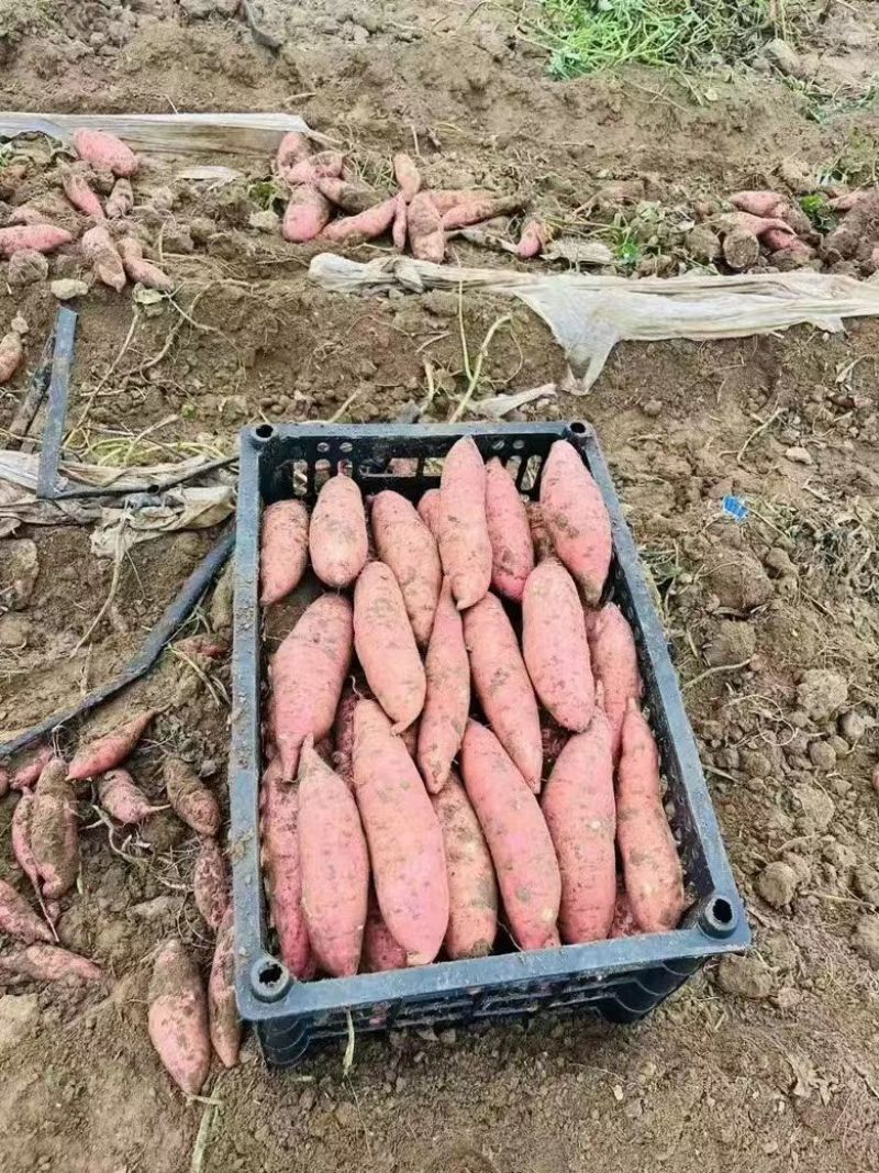 湖北龙薯龙九红薯产地大量上市货源充足可视频看货欢迎询价
