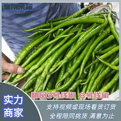 山东省青州市黑线椒，8号椒，黑条，线椒，青线椒