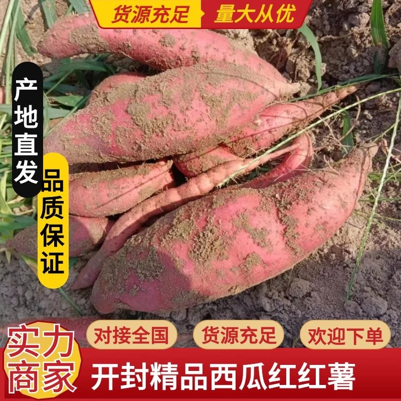 【实力】开封西瓜红基地直供可视频看货物美价廉欢迎采购