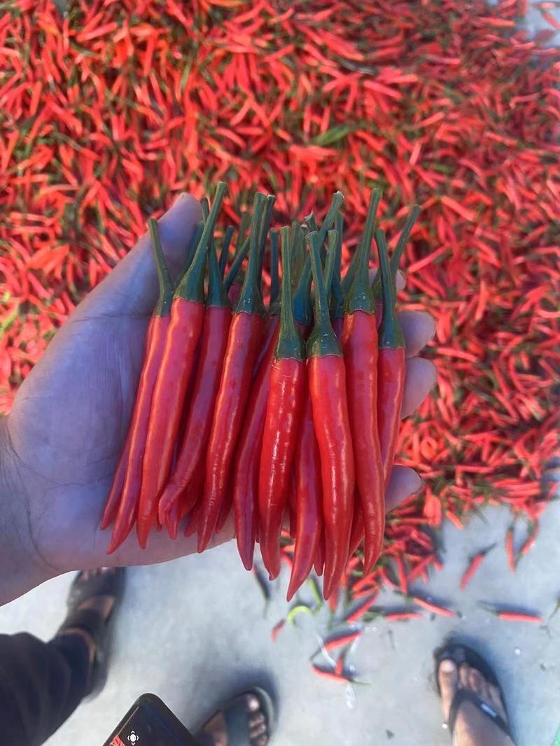 小米椒精品红米椒产地直发辣味正宗供应电商市场