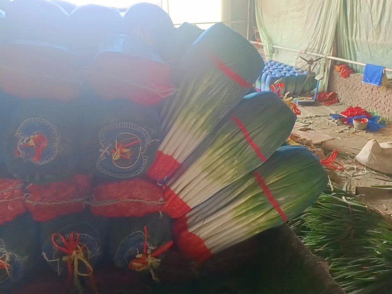 平度铁杆大葱,毛葱净葱，大量供应，全国代发，保质保量