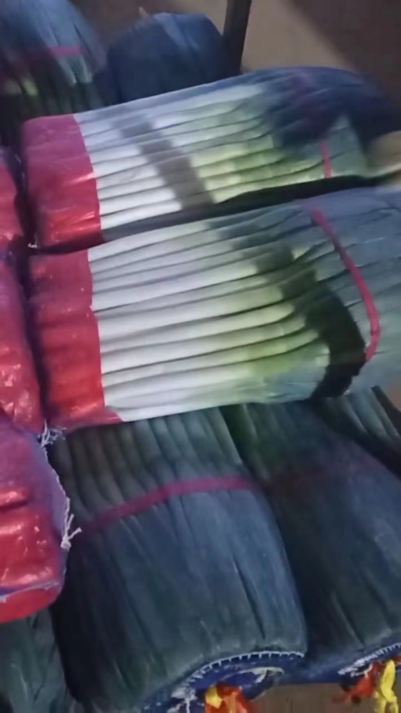 平度铁杆大葱,毛葱净葱，大量供应，全国代发，保质保量