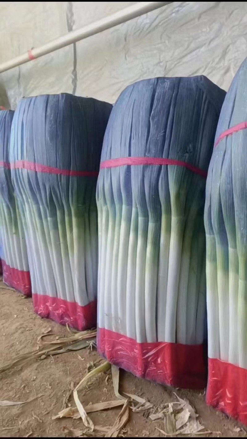平度铁杆大葱,毛葱净葱，大量供应，全国代发，保质保量
