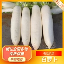 【精品】湖北白萝卜品质保证货源充足一条龙欢迎来电