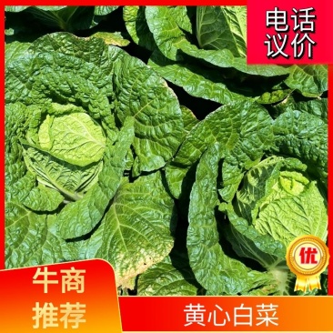 高山黄心白菜大量有货品质保证价格优惠