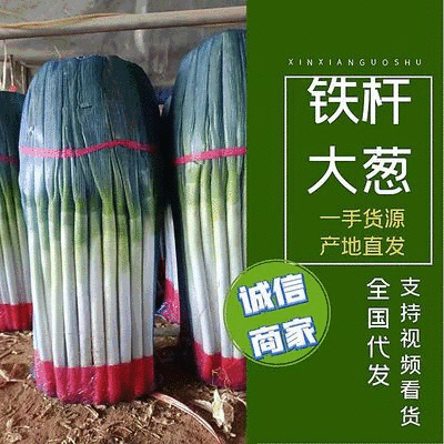 平度铁杆大葱,毛葱净葱，大量供应，全国代发，保质保量