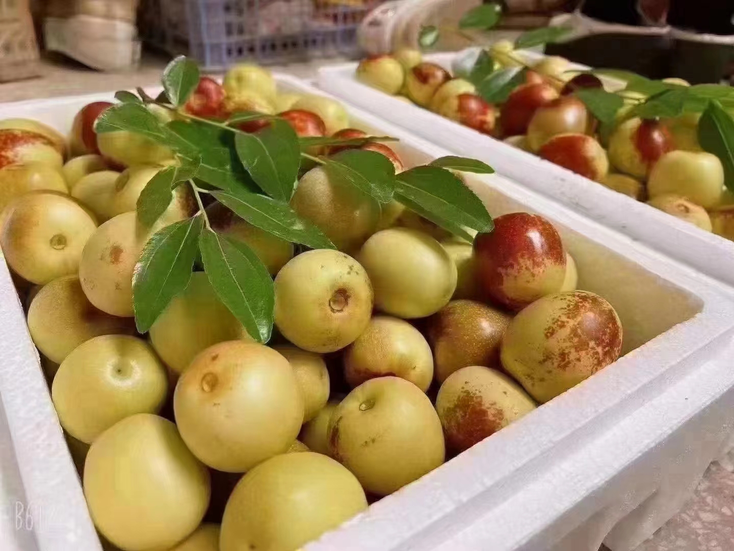 中国主要圆枣与长枣产地分布示意图