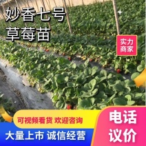 【实力】妙香草莓苗精选草莓苗直发全国成活率高