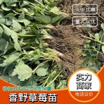 【热卖】香野草莓苗精选草莓苗直发全国成活率高