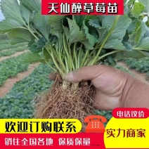 【精选草莓苗】天仙醉草莓苗精选草莓苗直发全国成活率高