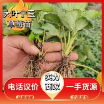 【实】大叶宁玉草莓苗精选草莓苗直发全国成活率高