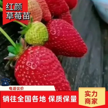 【荐】红颜草莓苗精选草莓苗直发全国成活率高