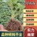 【草莓苗品种齐全】黑珍珠、联盟二号、天使八号草莓苗电联