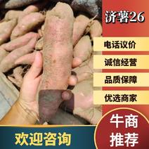 河北精品济薯26，大量上市中，品质保证，欢迎选购。