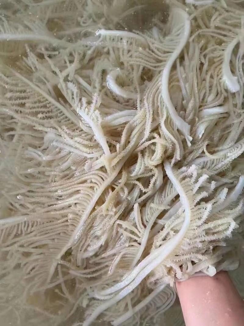 优质山东黑千层丝新鲜现货大量供应不含水，干货
