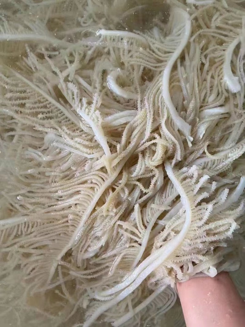 优质山东黑千层丝新鲜现货大量供应不含水，干货