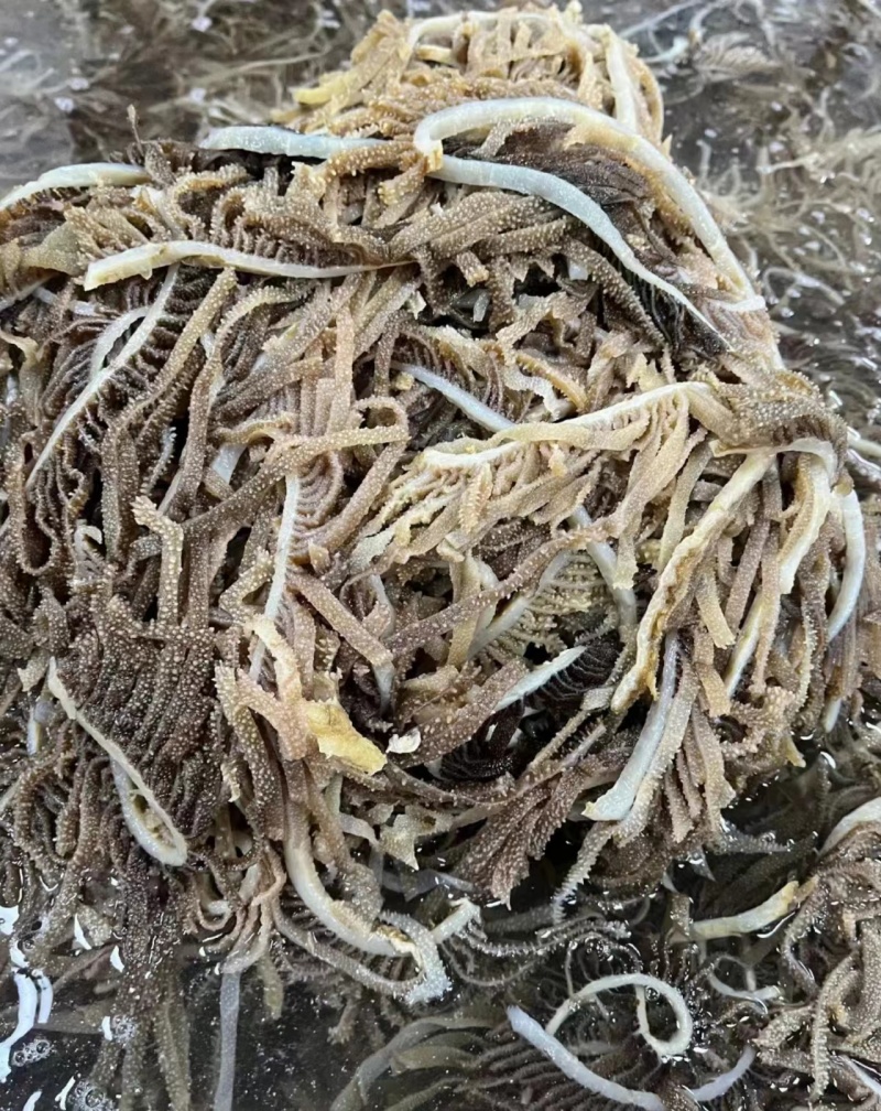 优质山东黑千层丝新鲜现货大量供应不含水，干货