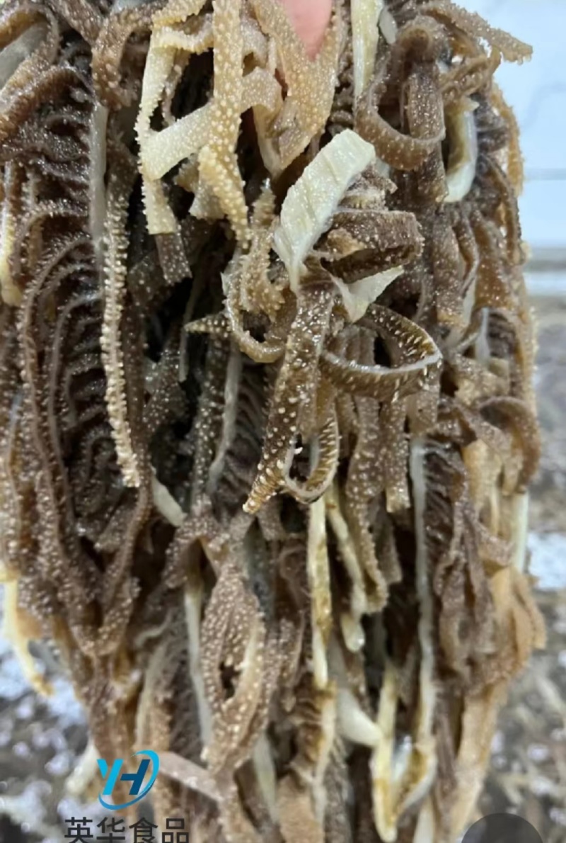 优质山东黑千层丝新鲜现货大量供应不含水，干货