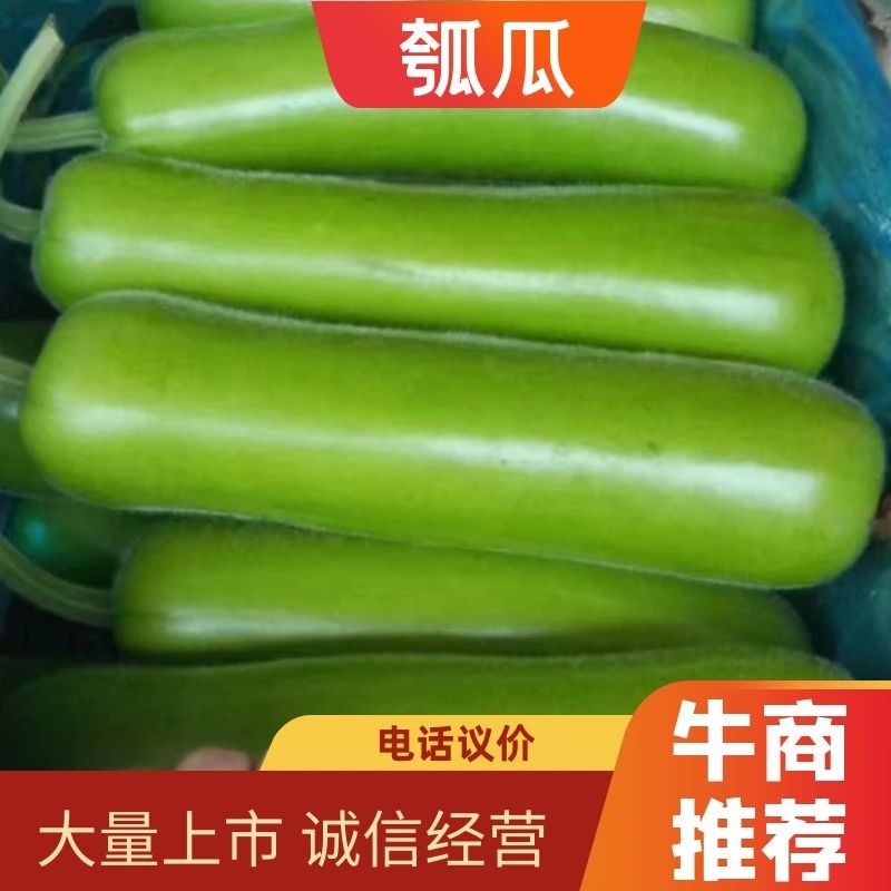精品瓠子量大上货（一手货源）品质好价格可谈，可视频看货