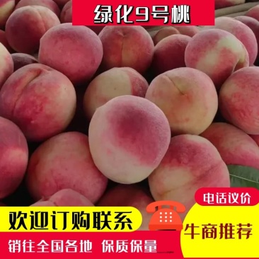 唐山西妃红冠毛桃大量供货品种齐全品质优良价格优惠