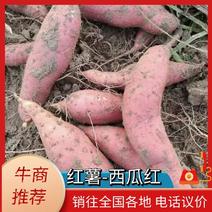 邯郸红薯临漳县西瓜红红薯一手货源全国协助找车欢迎来电
