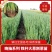 铁杆大葱苗/山东优质葱苗/潍坊葱苗代育包技术一条龙服务