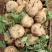 【2023新货】豆薯大量供应货源充足全年供货保质保量欢迎电联