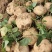 【2023新货】豆薯大量供应货源充足全年供货保质保量欢迎电联