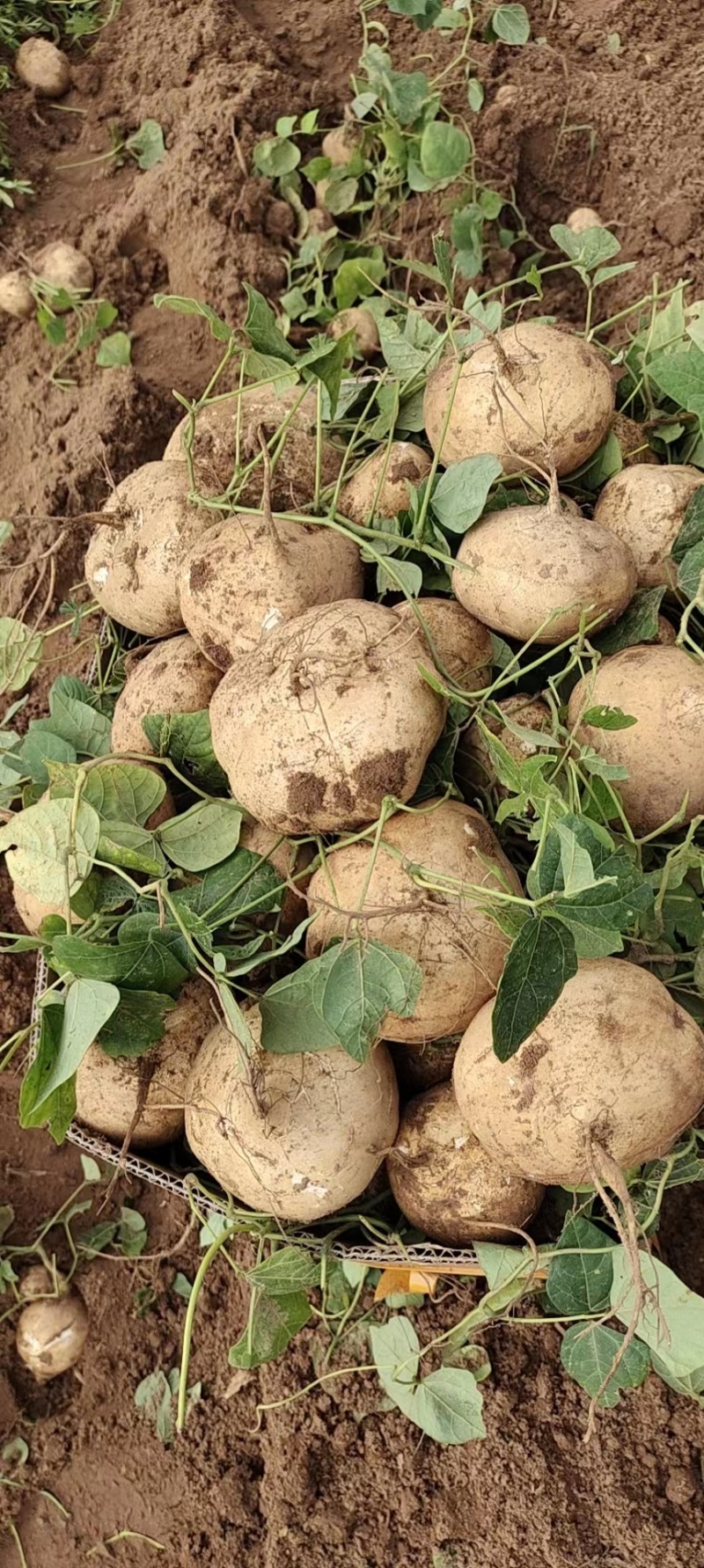 【2023新货】豆薯大量供应货源充足全年供货保质保量欢迎电联