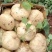 【2023新货】豆薯大量供应货源充足全年供货保质保量欢迎电联