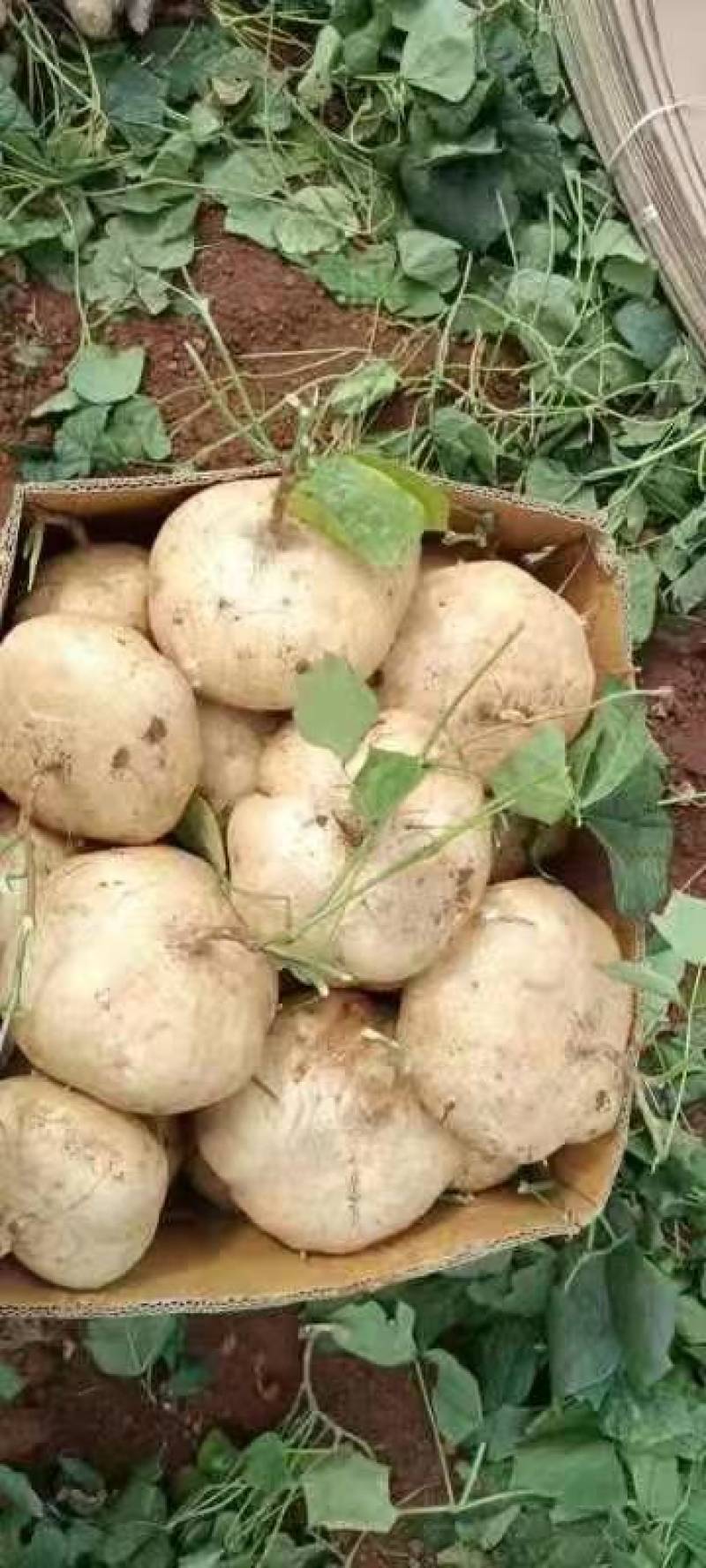 【2023新货】豆薯大量供应货源充足全年供货保质保量欢迎电联