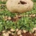 【2023新货】豆薯大量供应货源充足全年供货保质保量欢迎电联